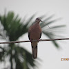 Spotted Dove