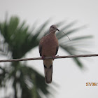 Spotted Dove