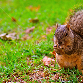 Squirl! by Barry Shurchin - Animals Other Mammals