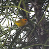 Orange-fronted Yellow-Finch