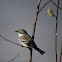 Yellow-rumped Warbler