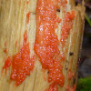 Red Raspberry Slime