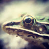 Southern Leopard Frog