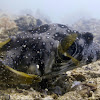 white-spotted puffer