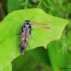 Tumbling flower beetle