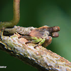 Sundarion treehopper nymph