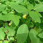 yellow jewelweed