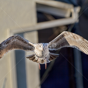 Flight by Barry Shurchin - Animals Birds