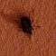 Stink bug