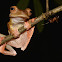 Harlequin Tree Frog