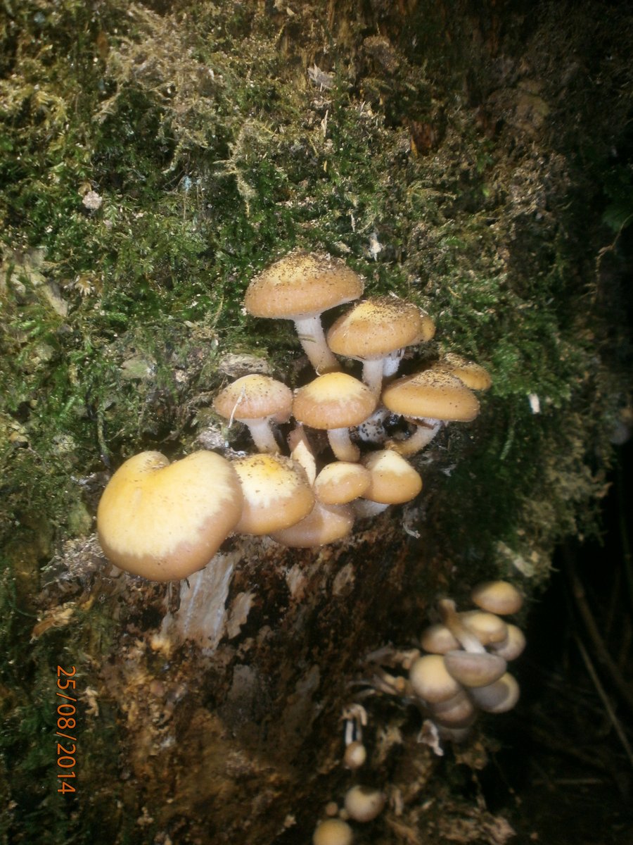 Brown Stew Fungus?