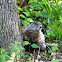 Groundhog (Woodchuck)