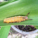 Trabala ganesha_moth caterpillar