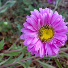 China Aster Flower
