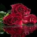 Roses Water Live Wallpaper