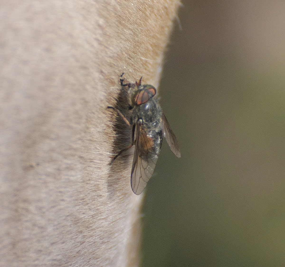 Horse-fly
