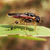 Sawfly