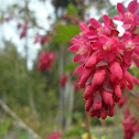 flowering currant