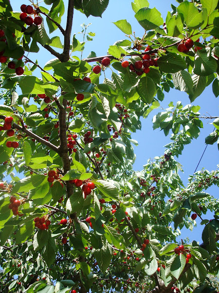Trešnja / Cherry tree | Project Noah
