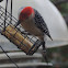 Red-bellied Woodpecker