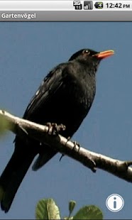 How to mod Gartenvögel 1.0 mod apk for android