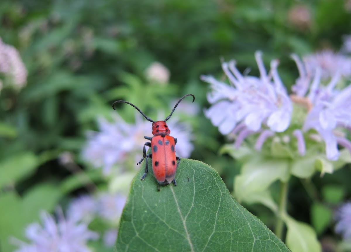 Red milkweed beetle