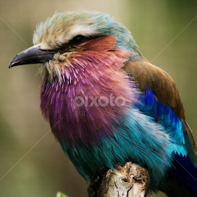 Lilac Breasted Roller by Nikki Wilson - Animals Birds