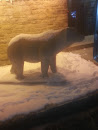 Wilton Polar Bear