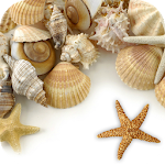 Sea shells Live Wallpaper Apk