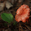 Cinnabar-Red Chanterelle