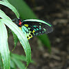 Cairns birdwing butterfly - male