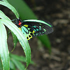 Cairns birdwing butterfly - male