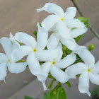 Silver Rain or Crape Jasmine