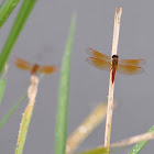 Ditch Jewel Dragonfly