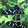 Nine-spotted moth