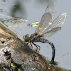 Canada Darner Dragonfly