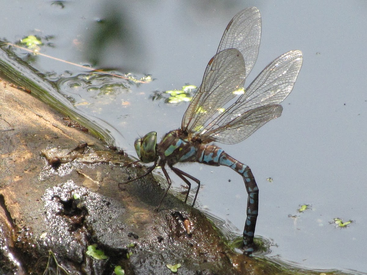 Canada Darner Dragonfly