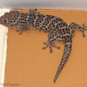 Red-spotted Tokay
