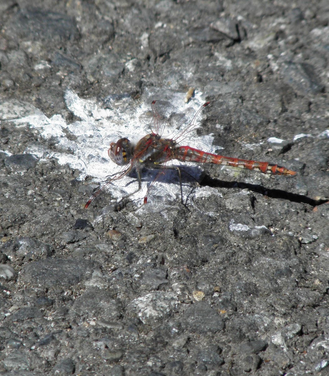 Variegated Meadowhawk dragonfly