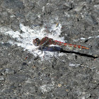 Variegated Meadowhawk dragonfly