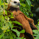 Gavião-belo(Black-Collared Hawk)