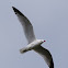 Audouin's Gull; Gaviota de Audouin