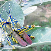 Painted Grasshoppers