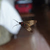 (semi) clearwing moth