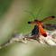 Common Cardinal Beetle