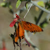 Gulf fritillary