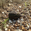 Mississippi mud turtle