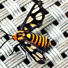 Wasp Moth