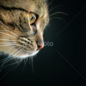 cat by Almasa Dalan - Animals - Cats Portraits