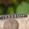Mourning Cloak (spiny elm) Caterpillar